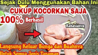 Air Cucian Daging Ayam Ternyata Bisa Jadi Pupuk Tanaman? Ini Cara Membuatnya!