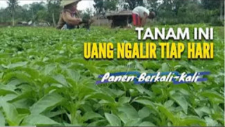 Tanam Sayur Sekali Panen Berkali-kali? Ini 5 Jenis Sayuran Ajaib yang Bikin Cuan Tiap Hari!