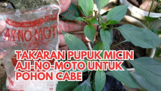 Cuma Butuh 1 Liter Air dan Micin, Ini Trik Biar Cabai Pelangi Makin Warna-warni di Pot