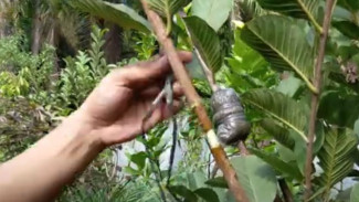Nggak Perlu Beli Bibit! Begini Cara Ajaib Cangkok Jambu Kristal yang Cepat Berakar