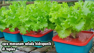Lahan Sempit Tapi Ingin Panen Selada? Coba Pakai Cara Hidroponik di Toples!