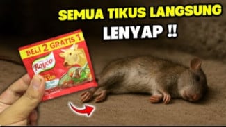 Cara Murah Bikin Racun Tikus Ampuh Tiada Tanding, Auto Gak Ada Lagi Tikus Mondar-mandir!
