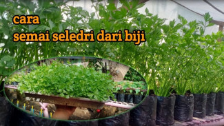 Ingin Seledri Tumbuh dari Biji? Ini Trik Semai Mudah yang Jarang Diketahui!