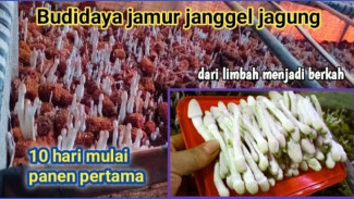 Janggel Jagung Kini Tidak Sia-sia, Ternyata Bisa Dibudidayakan Jadi Jamur Lezat!