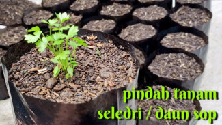 Tanaman Seledri Bisa Tumbuh Subur di Polybag, Begini Tips dan Trik Buat Pemula!