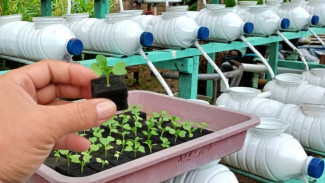 Trik Semai Pakcoy Hidroponik Pakai Spons Bekas, Mudah dan Murah Banget!