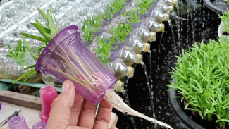 Bikin Netpot Sendiri Pakai Gelas Plastik, Begini Tips Hemat untuk Tanaman Hidroponik!
