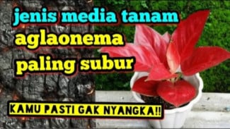 Ternyata Ini Media Tanam Aglonema Paling Subur, Auto Rimbun Anti Busuk Akar!