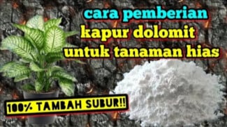 Wajib Tahu! Kapur Dolomit Bikin Tanaman Hias Auto Subur, Bye Bye Daun Menguning!