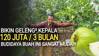 Cuma Butuh Plastik dan Air, Petani Ini Bisa Panen 20 Ton Jambu Kristal Tiap Musim!