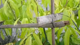 Daun Tanaman Kuning Tapi Tumbuh Cepat? Ini Tandanya Tanahmu Penuh Racun atau Kekurangan Sulfur