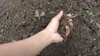 Panen Kompos Topsoil Gratisan di Bawah Pohon, Media Tanam Super Ini Bisa Kamu Ambil Setiap Hari