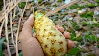 Dua Ember dan Buah Busuk Bisa Hasilkan Pupuk Super, Bisa Panen Maggot dan Kompos Juga Lho!