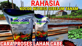 Budidaya Cabai Kurang Subur? Ikuti Tips Proses Lahan Hingga Pindah Tanam Ini