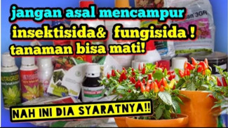 Cara Tepat Kombinasi Insektisida dan Fungisida, Senjata Kombo Basmi Hama dan Jamur Tanaman!