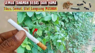 Cara Murah Bikin Tanaman Aman dari Ulat, Tikus, Semut, dan Belalang: Hama Tanaman Auto Musnah!