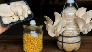 Cara Menanam Jamur dari Jamur yang Sudah Ada di Rumah