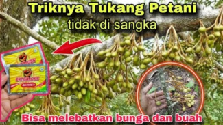 Ampuh! Kombinasi Extra Joss dan Kemiri Sangat Manjur Bikin Tanaman Cepat Berbuah, Ini Cara Buatnya
