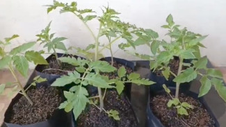 Rahasia Tomat Subur Terbongkar! Gak Perlu Lahan, Ini Cara Tanamnya di Polybag Mini