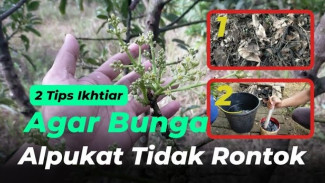 Rahasia Arang Batok Kelapa Bikin Alpukat Miki Betah Berbunga, Petani Bakal Tercengang Hasilnya!