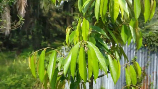 Sempat Layu dan Hampir Mati, Bibit Durian Duri Hitam Ini Bangkit dan Tumbuh Tunas Baru