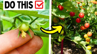 Musim Panas Bikin Tomat Layu, Ini 3 Tips Ampuh Tanaman Tetap Subur dan Berbuah!