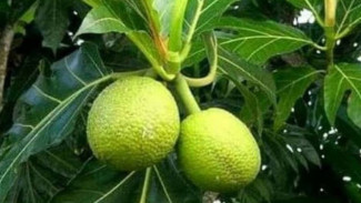 Bukan Cuma Enak Dimakan! Ternyata Sukun Punya Manfaat Gila untuk Kesehatan, Bisa Cegah Penyakit Serius!