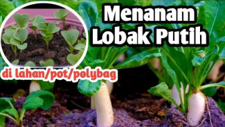 Gila! Cara Menanam Lobak Putih Super Mudah dan Cepat Tumbuh, Bikin Tetangga Iri Setengah Mati