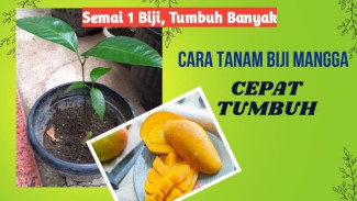 Siapa Sangka, Biji Mangga Bekas Bisa Cepat Tumbuh Jadi Jutaan Rupiah!