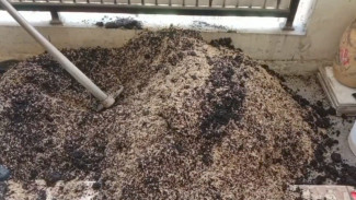 Campuran Sekam dan Pupuk Kandang Ini Bisa Bikin Tanaman Subur Tanpa Harus Beli Media Tanam Mahal