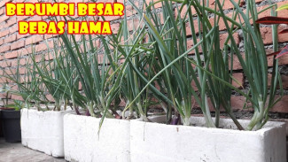 Media Tanam Styrofoam Bekas Bikin Umbi Bawang Merah Cepat Gede, Masa Sih?