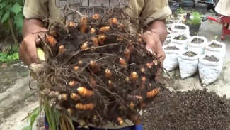 Kunyit Panen 3 Kilo Tanpa Modal Besar, Cukup Tanam Pakai Karung dan Siram Rutin Aja
