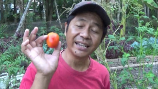Rahasia Sayuran Super Cepat Tumbuh di Pekarangan, Nomor 3 Bisa Panen Berkali-Kali!