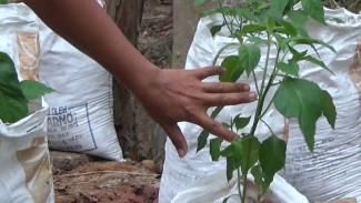 Cuma Modal Karung Bekas, Tanaman Cabai Ini Punya 11 Cabang dan Siap Panen Lebat!