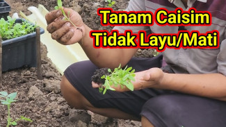 Rahasia Tanaman Sayur Nggak Layu Meski Cuaca Panas! Cuma Modal Pelepah Pisang dan Abu Dapur