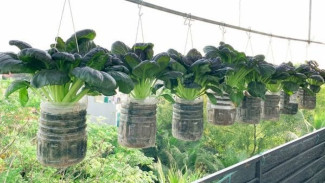 Tips Berkebun di Perkotaan dengan Lahan Sempit, Easy Banget Guys!