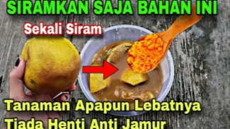 Punya Jeruk Busuk? Jangan Dibuang, Bisa Olah Jadi Pupuk Cair dan Pestisida Alami, Ini Caranya!