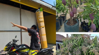 Rahasia Packing Tanaman Buah Pakai Kardus Bekas, Tetap Subur Selama Perjalanan!
