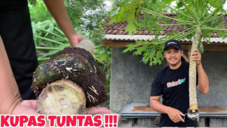 Wow! Pohon Papaya Bisa Dicangkok dan Langsung Berbuah, Begini Caranya