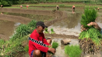 Proses Tanam Padi Manual dari Daut hingga Tandur, Ternyata Ada Tips dan Triknya!