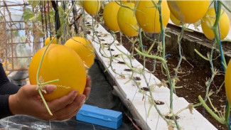 Tanam Melon Sistem Rakit Apung Bisa Raup Omzet 12 Juta Sekali Panen, Petani Harus Coba!