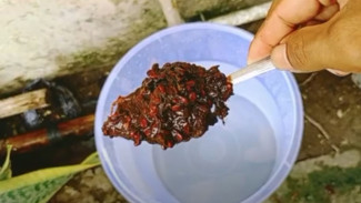 Gak Perlu Ribet! Kompos Basah Sisa Dapur Bisa Jadi POC Ajaib, Hasil Tanaman Langsung Ngegas