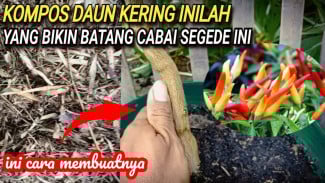 Cabai Setinggi Badan Hanya Pakai Kompos Daun Bambu dan Kriuh, Modal Murah Hasil Mewah!