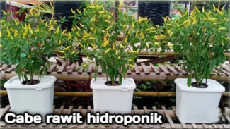 Cara Gila Nanam Cabe Rawit Hidroponik Cuma Pakai Box Es Krim Bekas, Auto Panen Banyak!