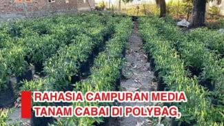 Racikan Media Tanam untuk Cabai di Polybag, Biar Subur Gokil dan Buahnya Nggak Tanggung-Tanggung!