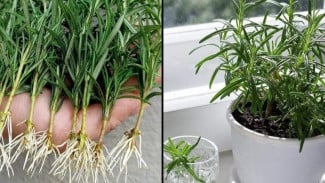 Cara Stek Tanaman Rosemary Biar Cepat Berakar dan Nggak Gagal Lagi-Gagal Lagi!