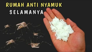 Ramuan Pengusir Nyamuk dari Bahan Dapur, Ampuhnya Bikin Nyamuk Males Pulang!