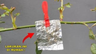 Manfaat Tak Terduga dari Aluminium Foil yang Digantung di Rumah