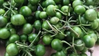 Leunca: Si Kecil yang Kaya Manfaat untuk Kesehatan