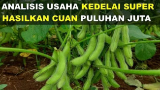 Modal Usaha Tanam Kedelai Cuma Segini? Cuan Sampai Puluhan Juta!